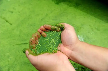 三格化粪池+人为湿地处置模式
