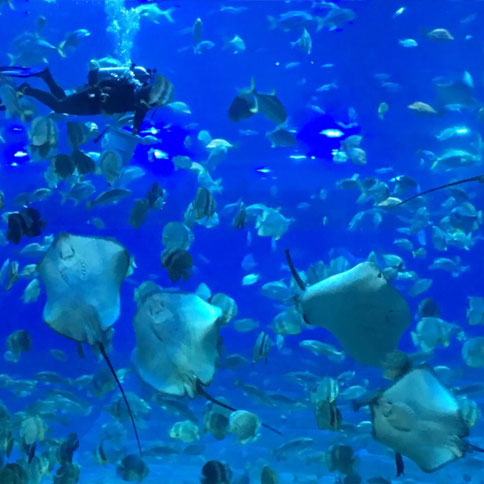 沉庆汉海海洋公园