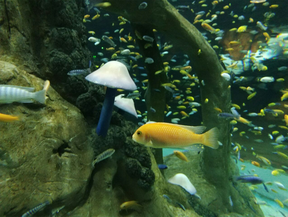 沉庆汉海海洋公园