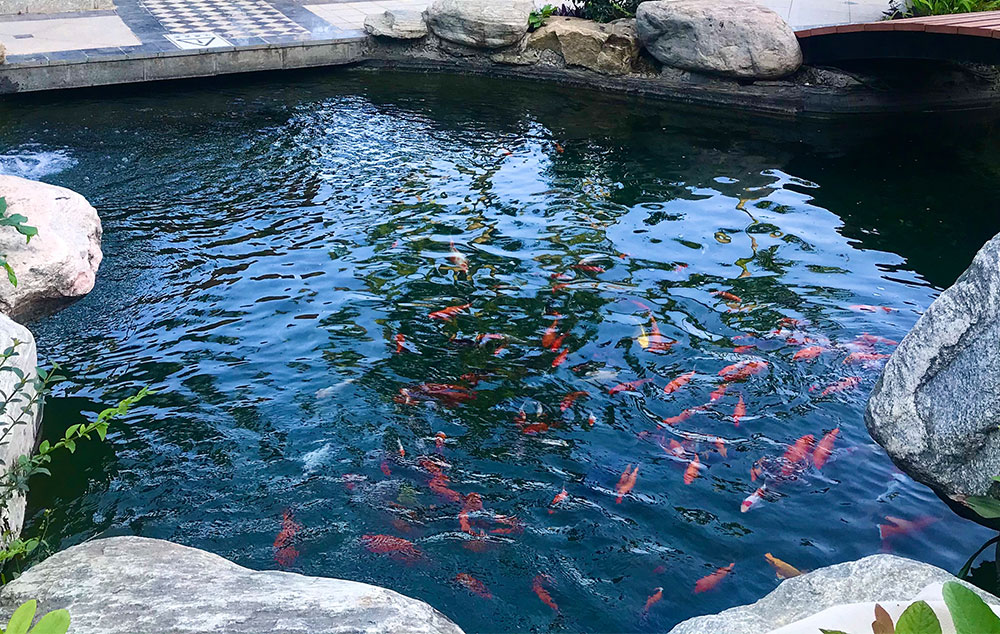 酒店景观鱼池的水质该若何处置？